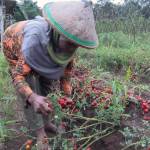 i-petani-rampai-menjerit-hasil-panen-terbuang-sia-sia-i