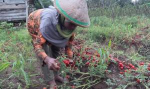 i-petani-rampai-menjerit-hasil-panen-terbuang-sia-sia-i