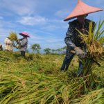 Jurnalis_Padi-Itu-Hasil-Dari-Aceh_Hendri_082165093638-1140x815-1