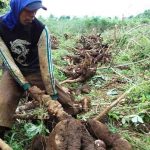 harga-singkong-terus-merosot_m_882